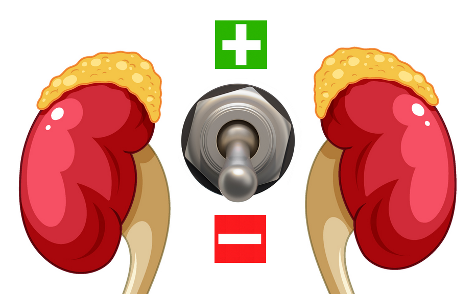 Hypocortilosémie